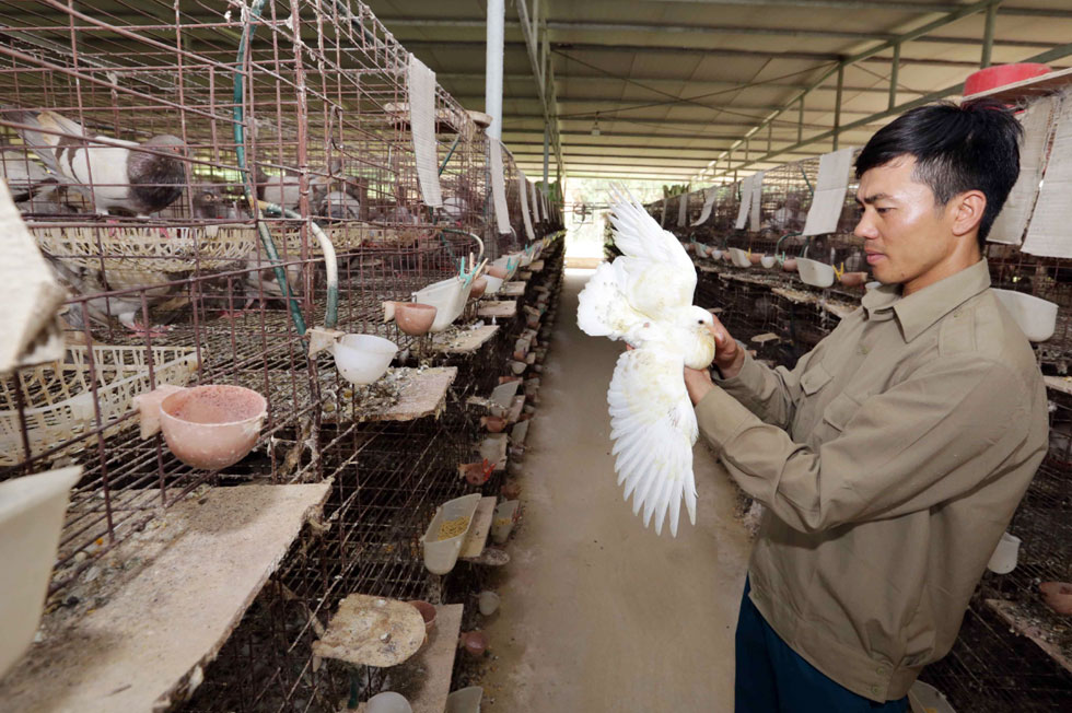 Gia đình anh Nguyễn Xuân Hải ở xã Chu Điện, huyện Lục Nam được vay 100 triệu đồng chương trình cho vay giải quyết việc làm dành cho thanh niên khởi nghiệp để mở rộng chuồng trại nuôi chim bồ câu sinh sản