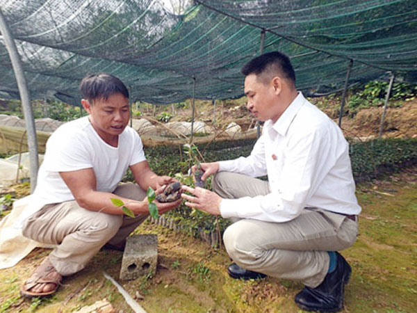 Hàng năm, anh Nguyễn Văn Sô (bên trái), thôn Đồng Giếng, xã Đạo Trù sản xuất và bán gần 20.000 cây ba kích giống, thu nhập hàng trăm triệu đồng