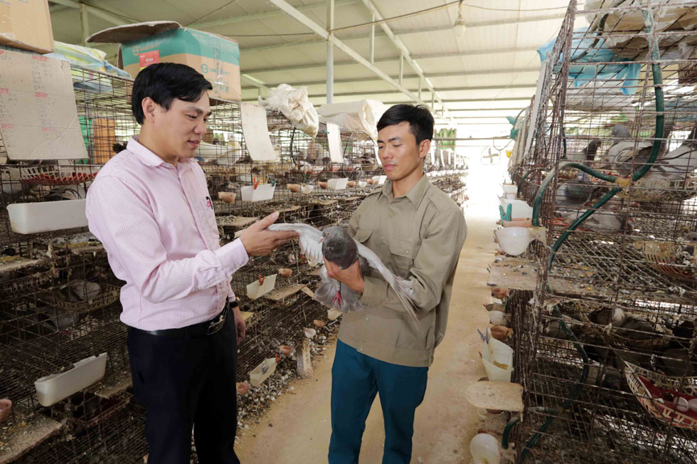 Mỗi tháng trừ chi phí, gia đình anh Hải thu lãi hàng chục triệu đồng từ bán chim giống và chim thịt