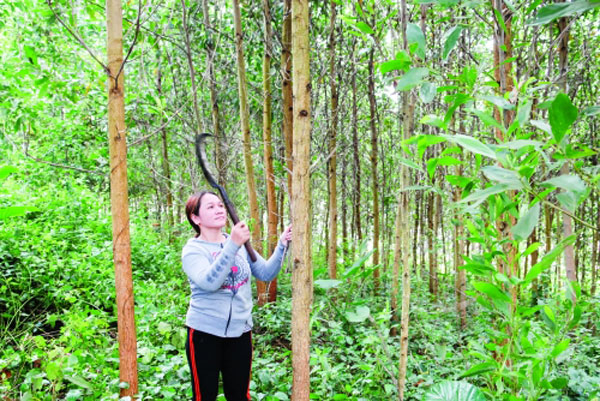 Chị Hồ Thị Minh Nguyệt chăm sóc vườn keo hình thành từ vốn vay của NHCSXH