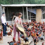 Gia đình chị Nguyễn Thị Thảo vay vốn ưu đãi đầu tư trang trại nuôi gà