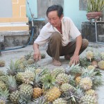 Ông Trần Quốc Dũng ở xã Hòa Thắng được vay vốn hộ mới thoát nghèo để mua đất trồng khóm ở Đồng Dinh, mang lại thu nhập khá