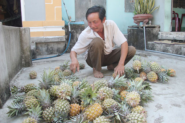 Ông Trần Quốc Dũng ở xã Hòa Thắng được vay vốn hộ mới thoát nghèo để mua đất trồng khóm ở Đồng Dinh, mang lại thu nhập khá