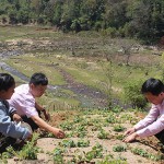 Chị Y Bờ Lúc ở thôn Măng Rương 1, xã Ngọc Lây, huyện Tu Mơ Rông vay vốn từ NHCSXH để đầu tư trồng sâm dây