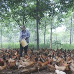Trang trại chăn nuôi gà Cùa của anh Phạm Hữu Phương
