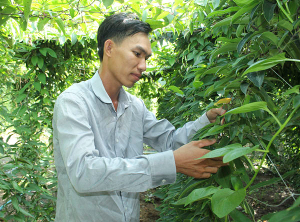 Anh Nguyễn Thanh Tuân ở ấp Tân Hội, xã Phước Hội bên giàn lưới đỡ thân cây khoai mài