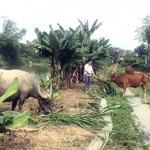 Chị Trần Thị Thanh Thủy ở thôn Đoàn Kết chăm sóc đàn bò mới mua từ nguồn vốn vay ưu đãi
