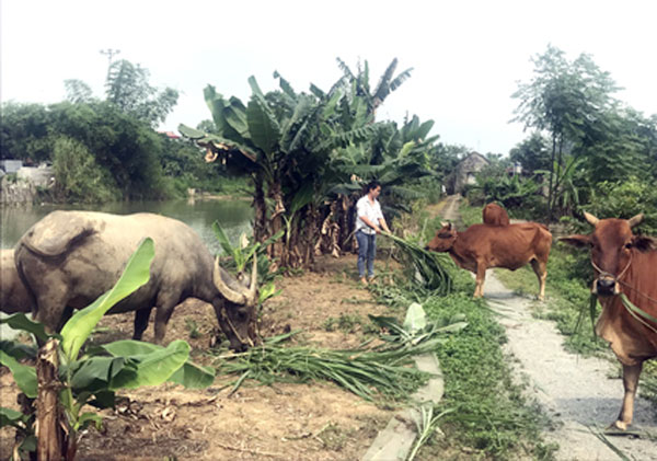 Chị Trần Thị Thanh Thủy ở thôn Đoàn Kết chăm sóc đàn bò mới mua từ nguồn vốn vay ưu đãi