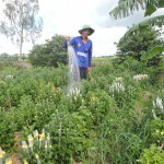 Anh Võ Thanh Phương sử dụng nguồn vốn vay chính sách để trồng hoa