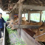 Đồng bào Mông ở Mèo Vạc vay vốn ưu đãi nuôi bò