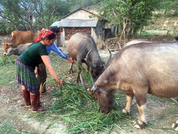 Bà Mùa Thị Máy ở bản bản Ma Sao Phìn, xã Sà Dề Phìn chăm sóc đàn trâu, bò phát triển từ vốn vay ưu đãi