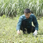 Nông dân Yên Thủy sử dụng vốn vay ưu đãi phát triển mở rộng diện tích trồng cây dược liệu