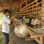 Người nghèo trên địa bàn tỉnh Bà Rịa - Vũng Tàu sử dụng hiệu quả vốn vay ưu đãi để phát triển sản xuất
