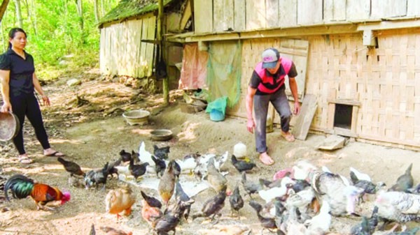 Mô hình chăn nuôi gà của anh Viêng Văn Viện đem lại hiệu quả kinh tế cao