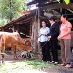 Người nghèo trên địa bàn tỉnh Đắk Lắk sử dụng vốn vay phát triển chăn nuôi