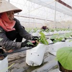 Nguồn vốn ưu đãi đã tạo điều kiện cho nhiều hộ dân ở Bắc Giang đầu tư trồng các loại cây, rau, củ quả theo công nghệ cao