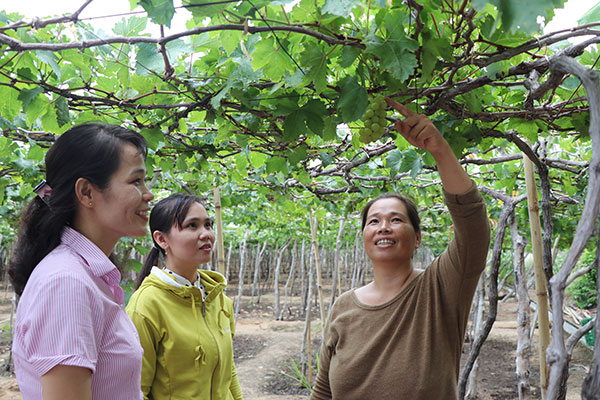 Chị Huỳnh Thị Viên (phải), gia đình thuộc diện hộ nghèo, nay đã có thu nhập ổn định từ trồng nho