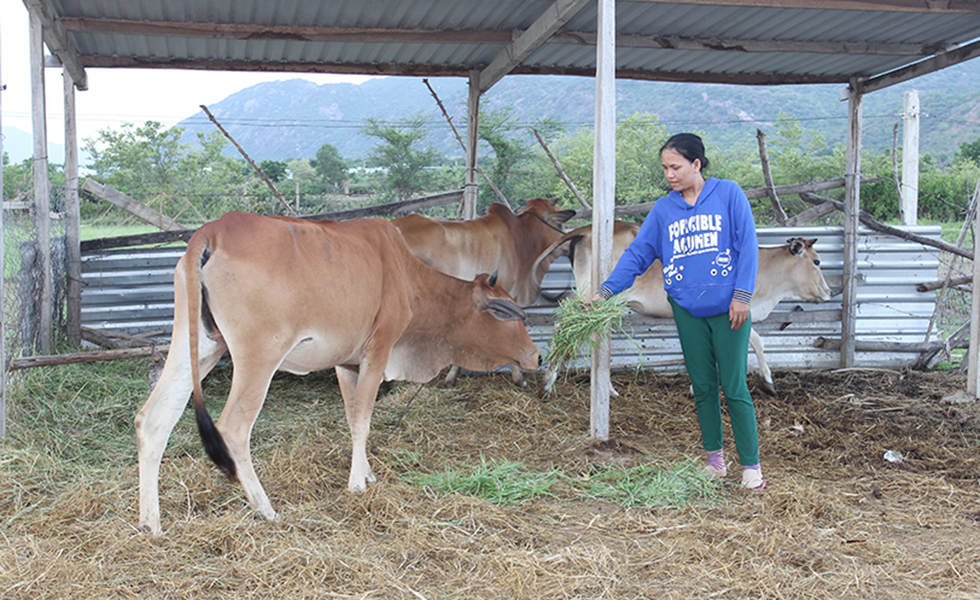 Gia đình chị Thị Bét còn kết hợp chăn nuôi bò để tăng thu nhập