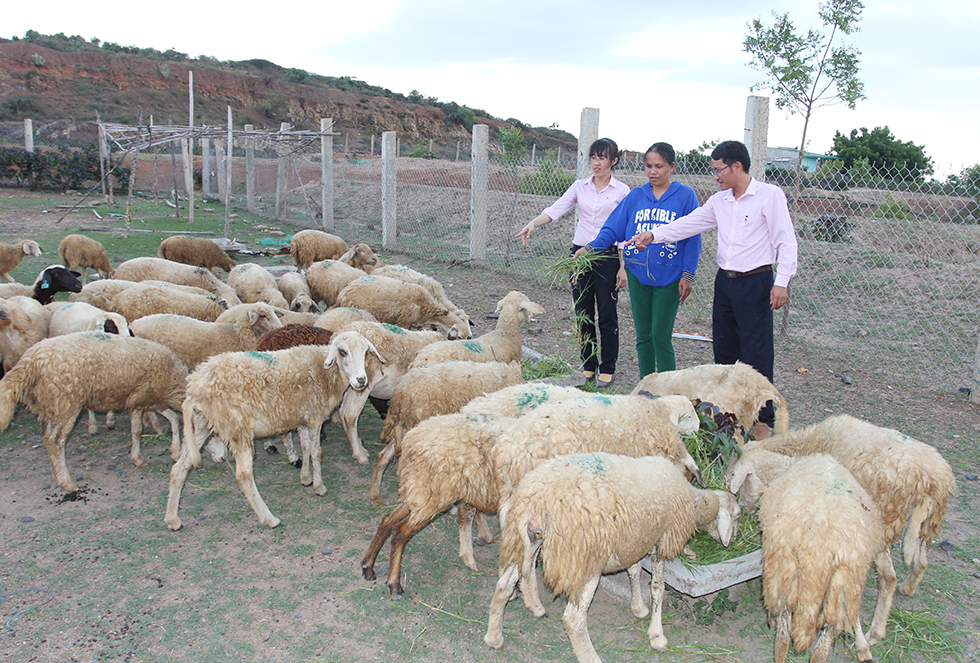 Gia đình chị Thị Bét, người dân tộc Raglai ở thôn Xóm Bằng, xã Bắc Sơn, huyện Thuận Bắc (Ninh Thuận) vay 40 triệu đồng vốn hộ nghèo đầu tư chăn nuôi cừu