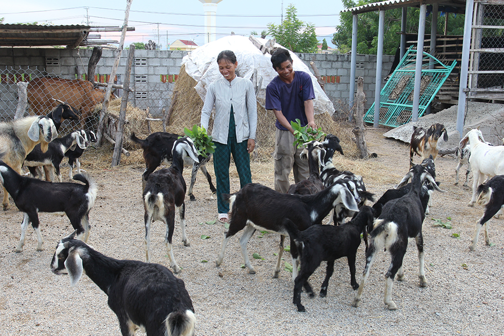 Hộ chị Thành Thị Sữa ở thôn Bỉnh Nghĩa, xã Bắc Sơn, huyện Thuận Bắc (Ninh Thuận) vay chương trình hộ cận nghèo năm 2016 chăn nuôi bò kết hợp nuôi dê