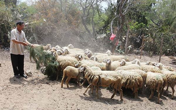 Ông Phạm Cang đang chăm sóc đàn cừu của gia đình đầu tư từ vốn vay ưu đãi