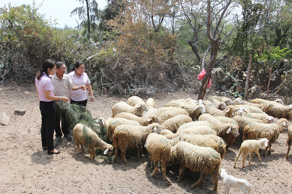 Cán bộ tín dụng NHCSXH huyện Ninh Hải thăm gia đình ông Phạm Cang ở thôn Mỹ Tân 1, xã Thanh Hải vay vốn đầu tư chăn nuôi cừu