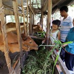 Gia đình chị Kim Thị Lân, người dân tộc Khmer ở ấp Kỳ Xoang, xã Loan Mỹ, huyện Tam Bình vay vốn ưu đãi để đầu tư nuôi bò sinh sản, gia đình có cơ hội thoát nghèo