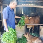 Hộ nghèo ở Nam Đàn sử dụng vốn vay ưu đãi vào chăn nuôi