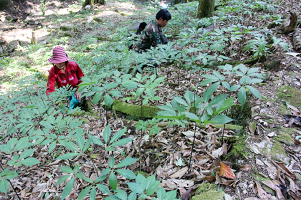 Ở Nam Trà My có nhiều hộ nông dân vay vốn chính sách trồng sâm Ngọc Linh