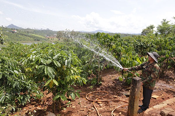 Nhiều hộ đồng bào dân tộc Mạ ở xã Đắk Som thuộc huyện Đắk Glong vay vốn vốn ưu đãi để mở rộng diện tích trồng cây cà phê cho thu nhập cao