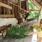 Chị Nguyễn Thị Loan ở xã Bình Hòa Phước, huyện Long Hồ vay vốn tín dụng chính sách phát triển mô hình nuôi dê