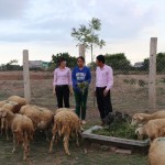 Chị Thị Bét (giữa) đang giới thiệu đàn cừu của gia đình từ vốn vay ưu đãi
