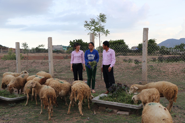 Chị Thị Bét (giữa) đang giới thiệu đàn cừu của gia đình từ vốn vay ưu đãi