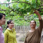 Chị Huỳnh Thị Viên đang giới thiệu vườn nho gia đình cho cán bộ NHCSXH