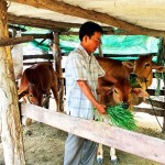 Gia đình ông Trần Hiệu sử dụng vốn vay NHCSXH đầu tư nuôi bò