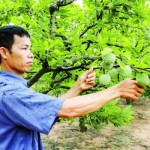 Mô hình trồng na của gia đình ông Nguyễn Tuấn Anh mang lại giá trị kinh tế cao