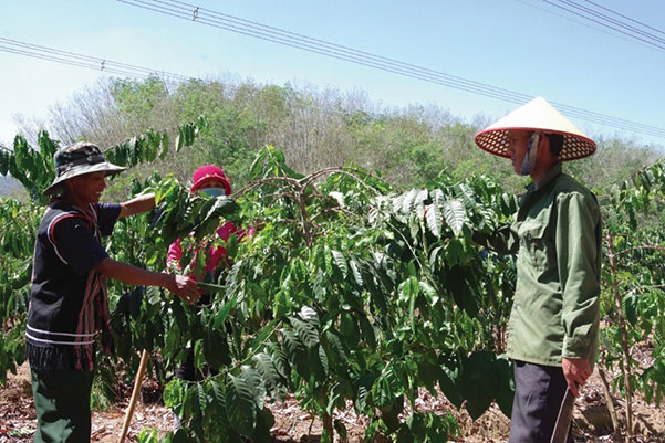 CCB làng Kà Nhảy, xã Đăk Nông, huyện Ngọc Hồi chia sẻ kinh nghiệm chăm sóc cây cà phê với bà con dân làng.