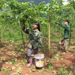 Mô hình trồng cây chanh leo cho thu nhập cao của gia đình chị Nông Thị Năm, xóm Lũng Cưởm, xã Lưu Ngọc