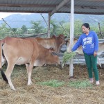 Gia đình chị Thị Bét sử dụng vốn vay ưu đãi chăn nuôi bò
