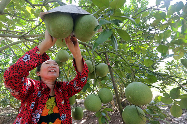 Chị Vương Thị Chính ở xã Nhuế Dương vay vốn ưu đãi trồng cây ăn quả