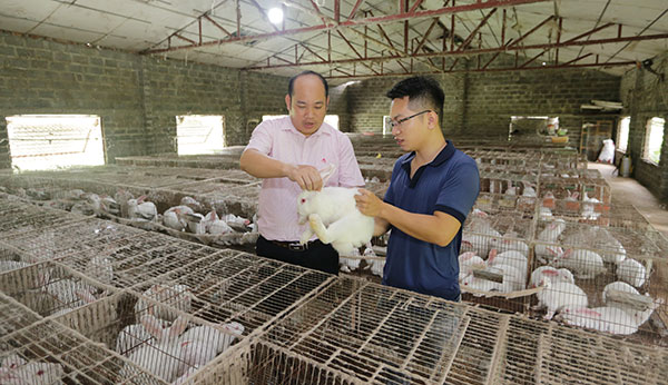 Mô hình nuôi thỏ của anh Đặng Khánh Duy mang lại hiệu quả kinh tế cao