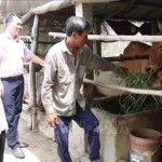 CCB trên địa bàn huyện Thạnh Phú sử dụng vốn chính sách để phát triển chăn nuôi