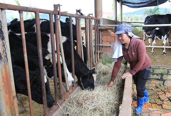 Nông dân Lâm Đồng phát triển chăn nuôi từ vốn vay ưu đãi