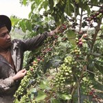 Nhờ vốn vay ưu đãi từ NHCSXH, gia đình anh K’San ở xã Đăk Som, huyện Đắk G’long (Đắk Nông) đã đầu tư trồng cà phê và chăn nuôi Ảnh: Trần Việt/TTXVN
