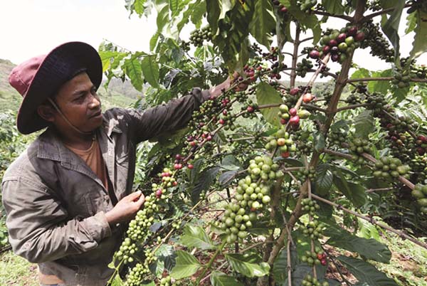 Nhờ vốn vay ưu đãi từ NHCSXH, gia đình anh K’San ở xã Đăk Som, huyện Đắk G’long (Đắk Nông) đã đầu tư trồng cà phê và chăn nuôi Ảnh: Trần Việt/TTXVN