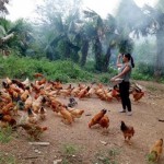Nông dân xã Thanh Hóa vay vốn ưu đãi đầu tư nuôi gà thả vườn, thả đồi