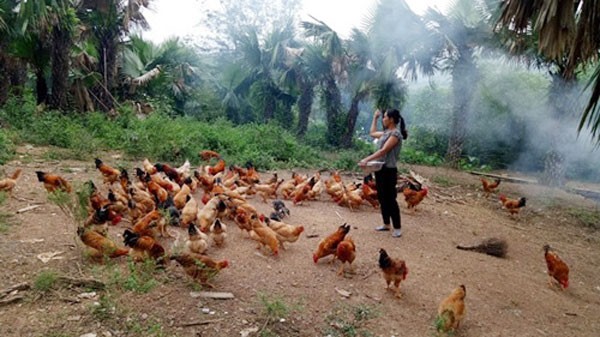 Nông dân xã Thanh Hóa vay vốn ưu đãi  đầu tư nuôi gà thả vườn, thả đồi