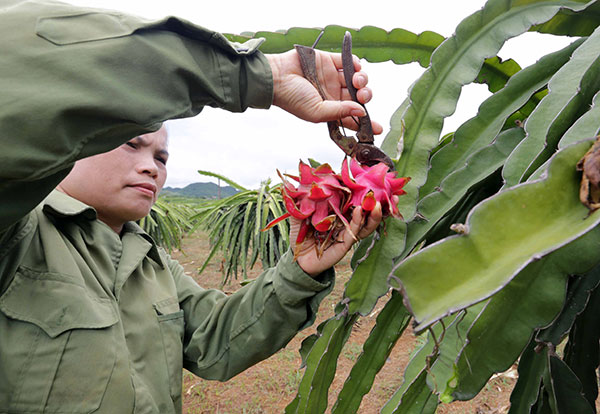 Chị Nguyễn Thị Liên ở thôn 3, xã Phú Long, huyện Nho Quan vay 50 triệu đồng từ NHCSXH để phát triển trồng cây ăn quả thanh long, bưởi, dứa,... Nhờ đó, gia đình chị có cơ hội thoát nghèo bền vững