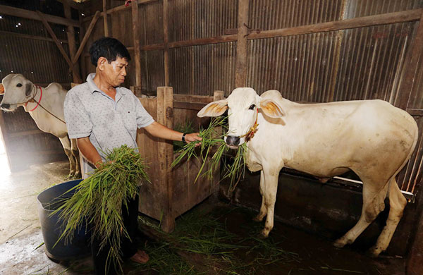 Nông dân An Giang sử dụng vốn vay ưu đãi phát triển chăn nuôi