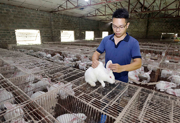 Anh Đặng Khánh Duy ở thôn Đàm Bái, xã Gia Tường, huyện Nho Quan vay 50 triệu đồng từ chương trình giải quyết việc làm để mở rộng chuồng trại nuôi thỏ thịt
